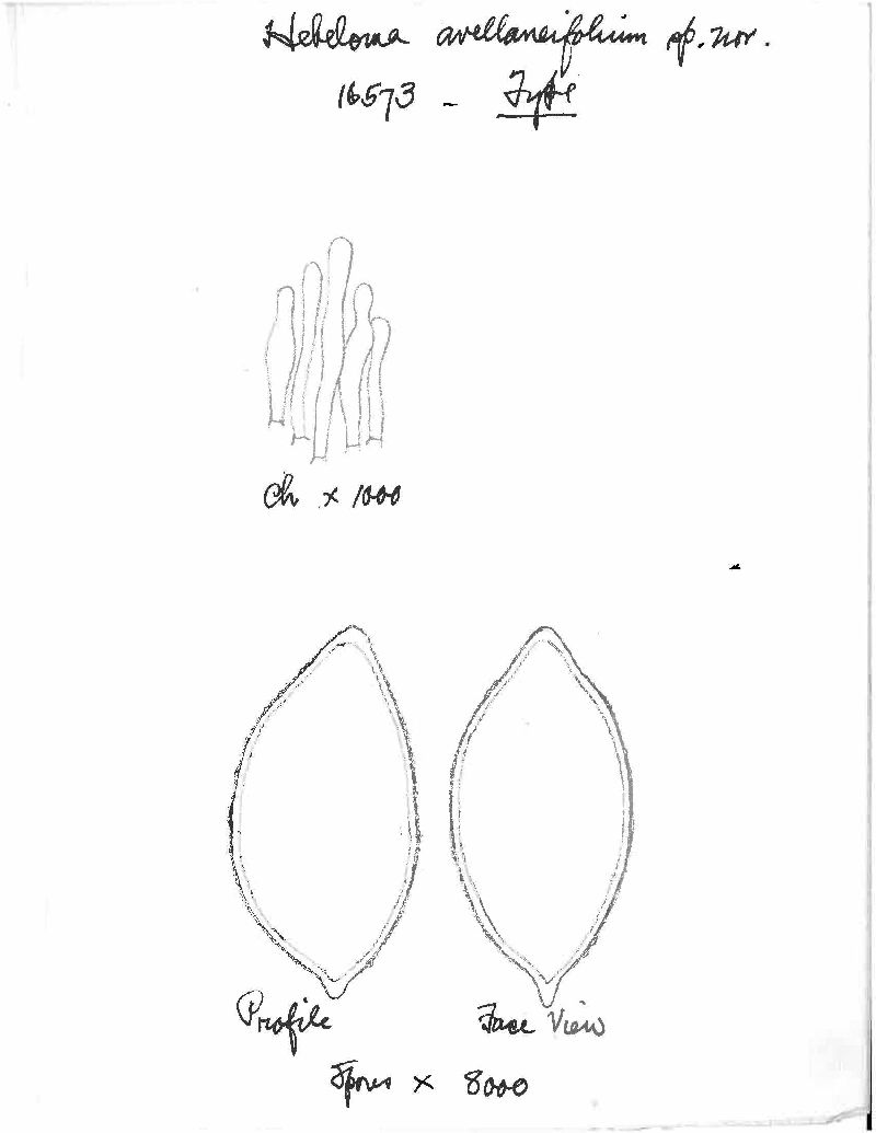 Hebeloma avellaneum image