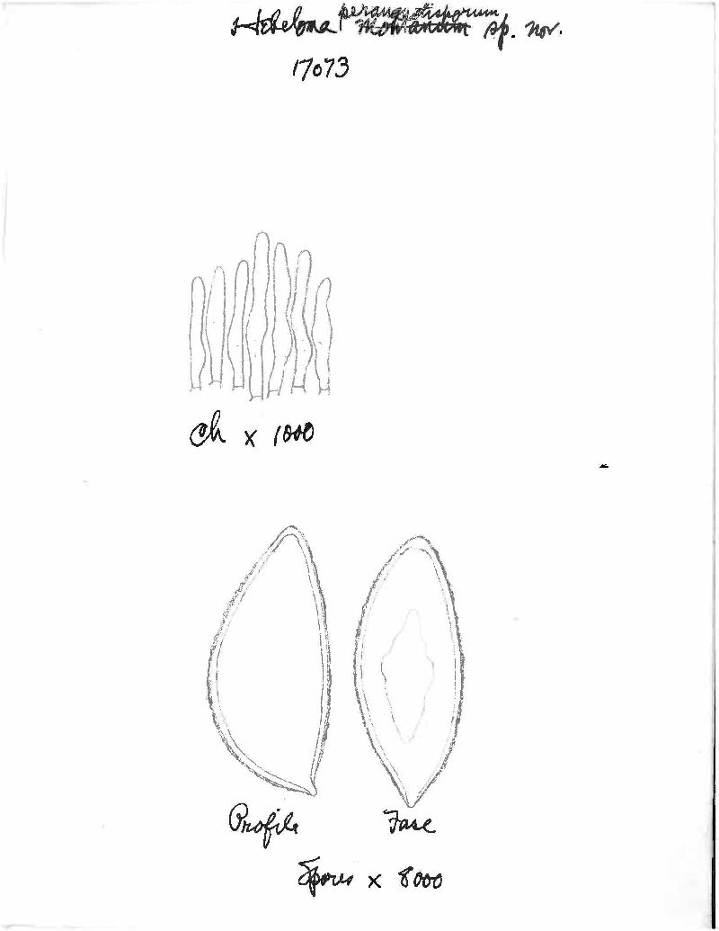 Hebeloma perangustisporium image
