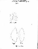 Hebeloma perangustisporium image