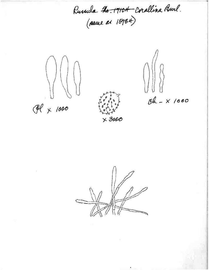 Russula corallina image
