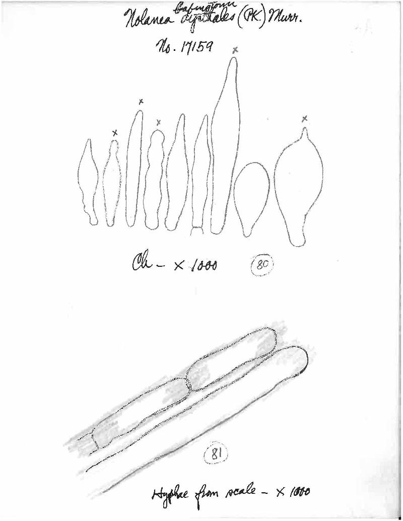 Entoloma babingtonii image