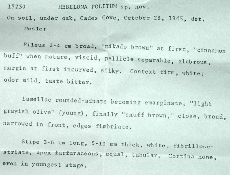 Hebeloma politum image