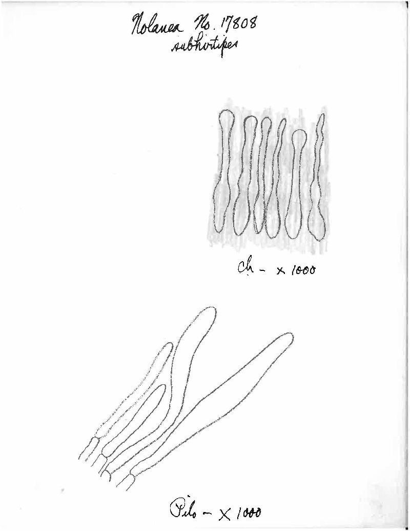 Entoloma subhirtipes image