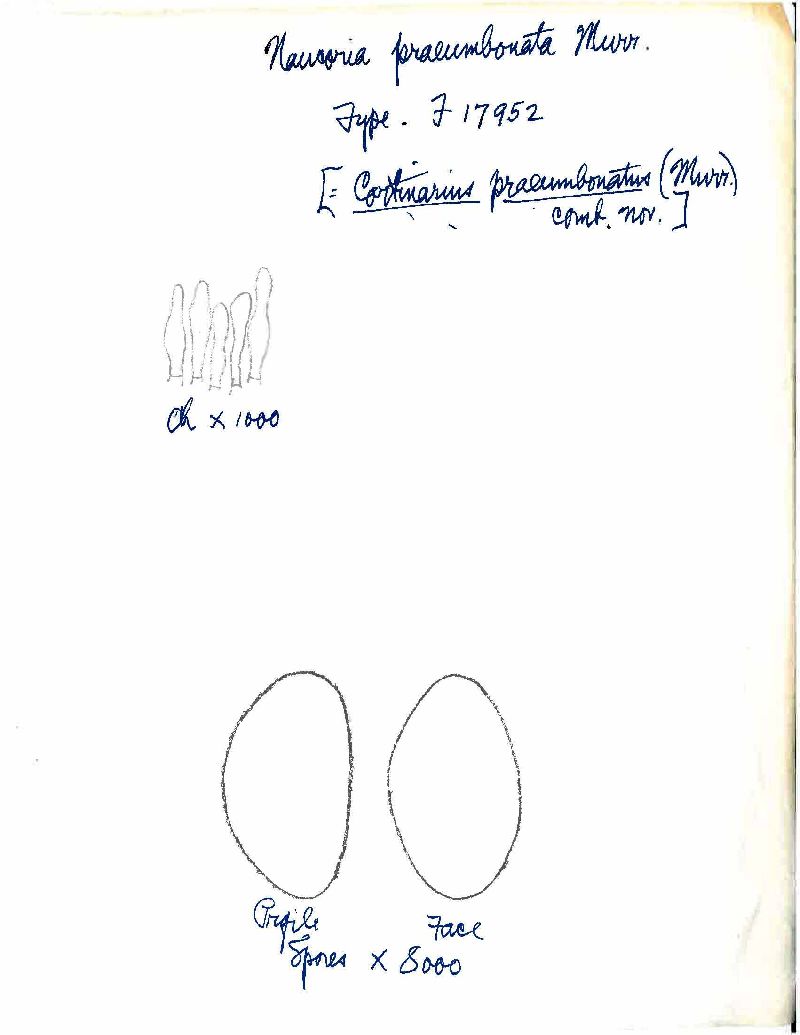 Cortinarius praepallens image