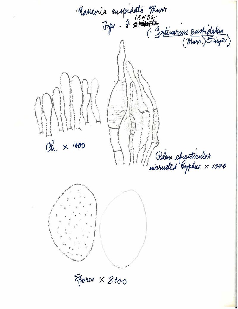 Gymnosporangium exterum image