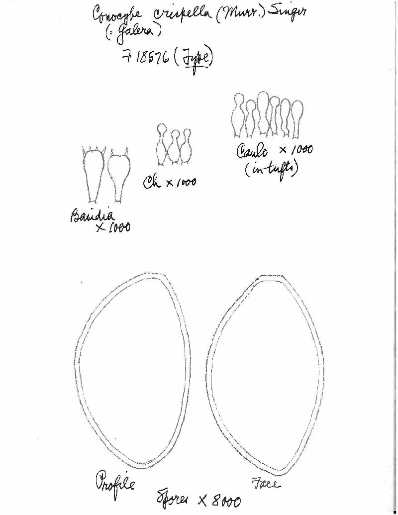 Entoloma subquadratum image