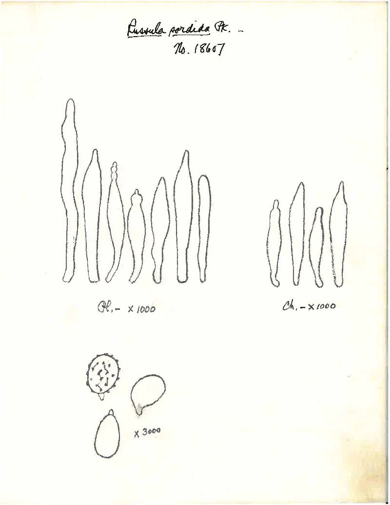 Russula sordida image