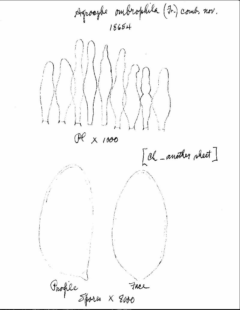 Agrocybe brunneola image