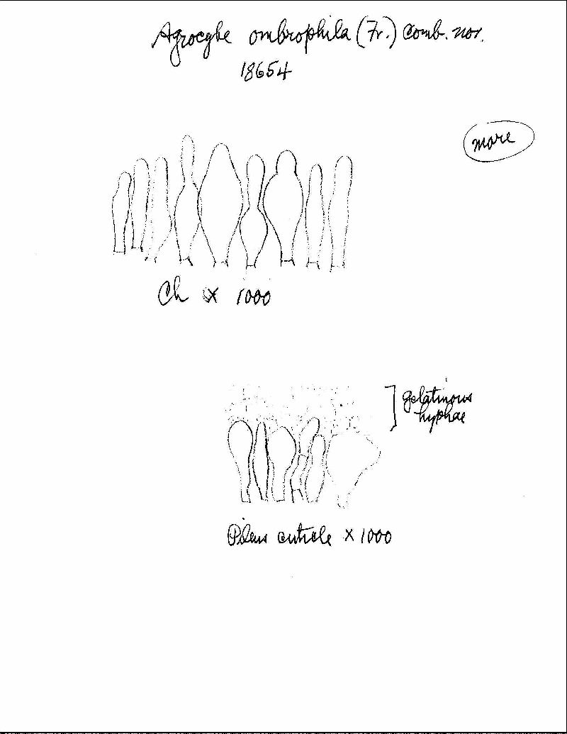 Agrocybe brunneola image