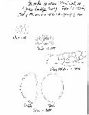 Coleosporium asterum image