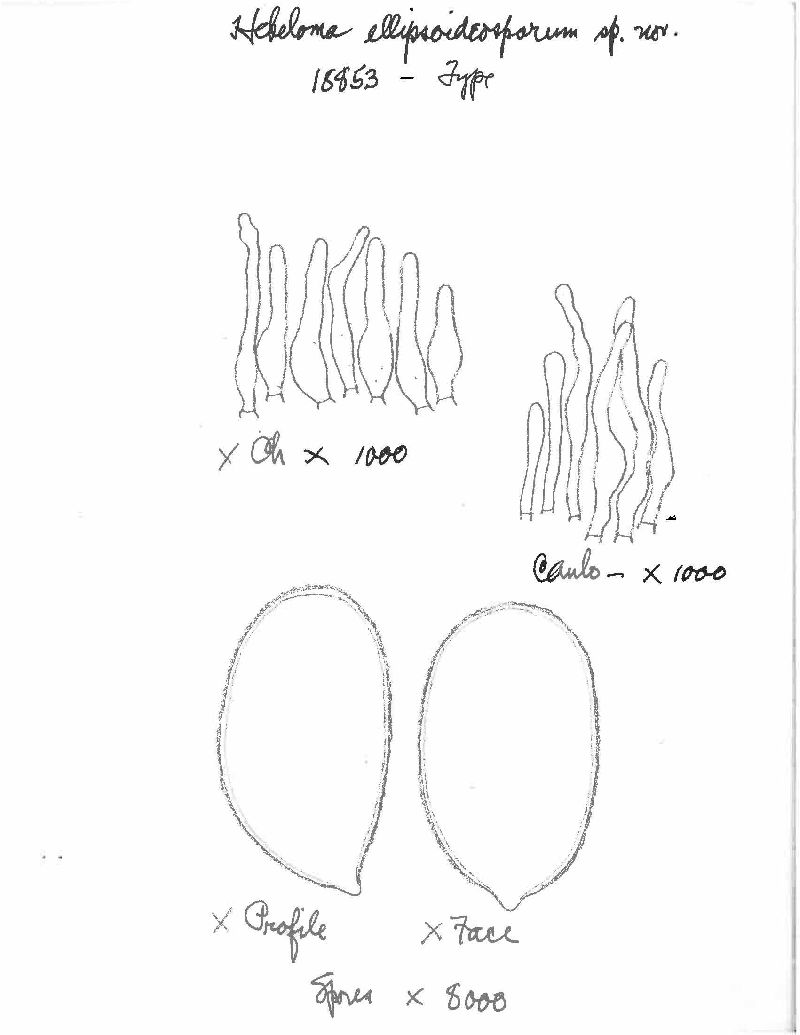Hebeloma ellipsoideosporium image