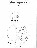 Hebeloma porphyrosporum image