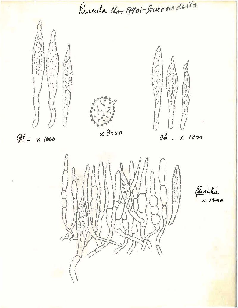 Russula leucomodesta image