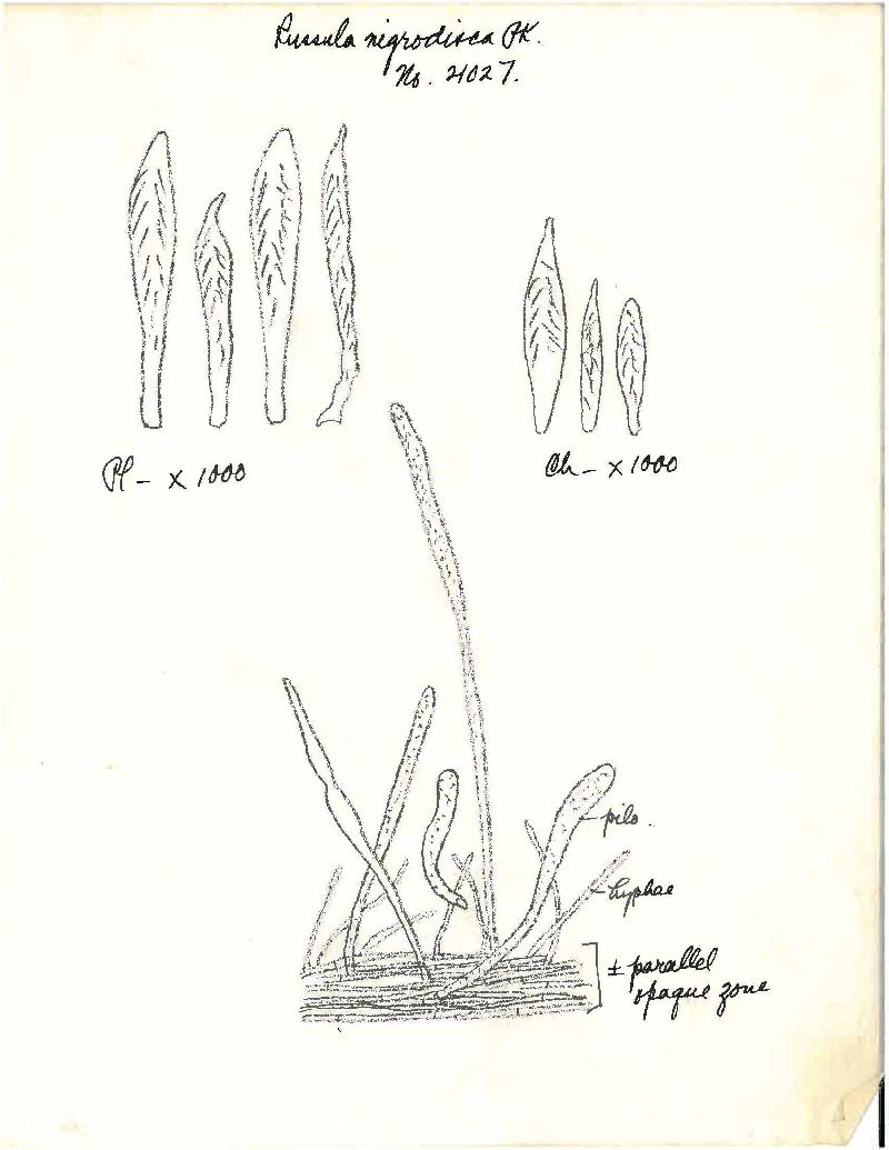 Russula nigrodisca image