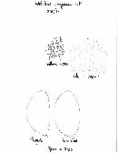 Hebeloma gregarium image