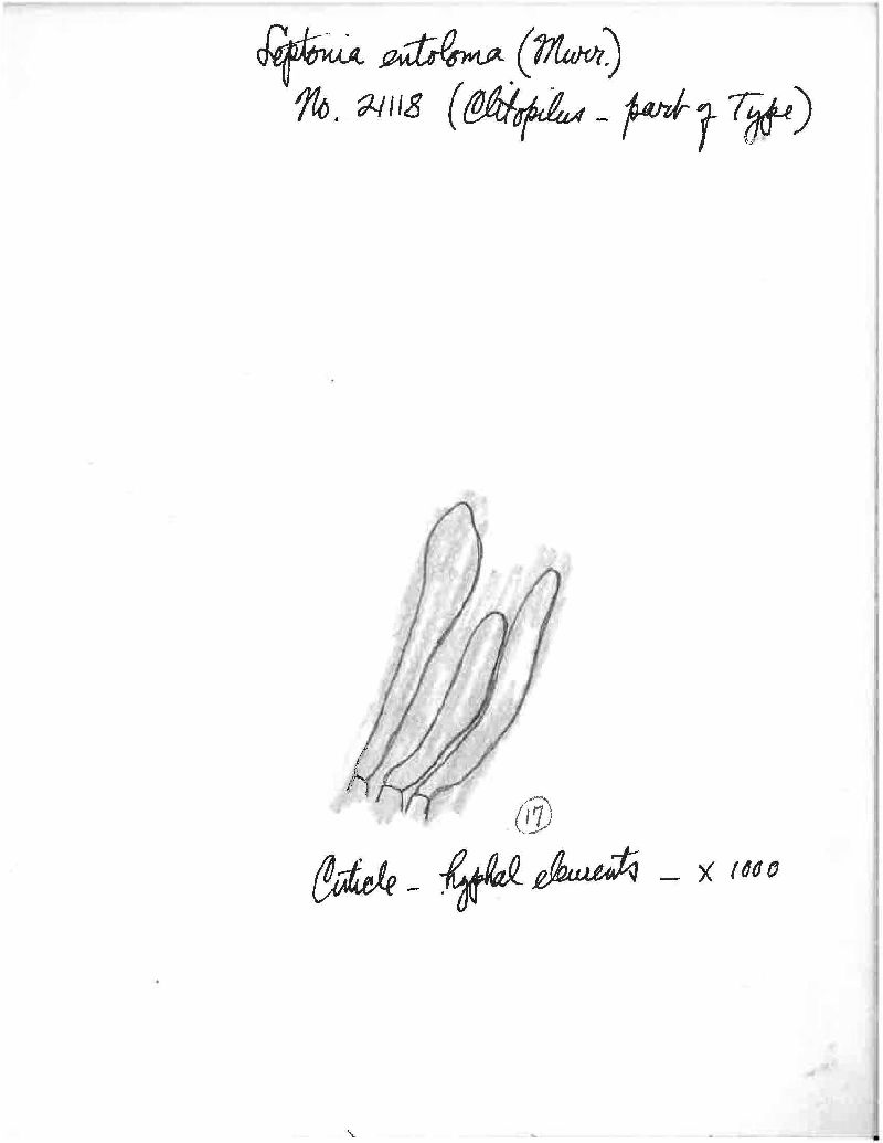 Clitopilus entoloma image