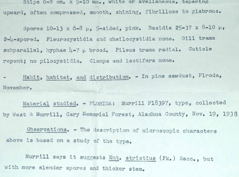 Entoloma substrictius image