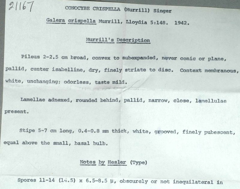 Conocybe crispella image