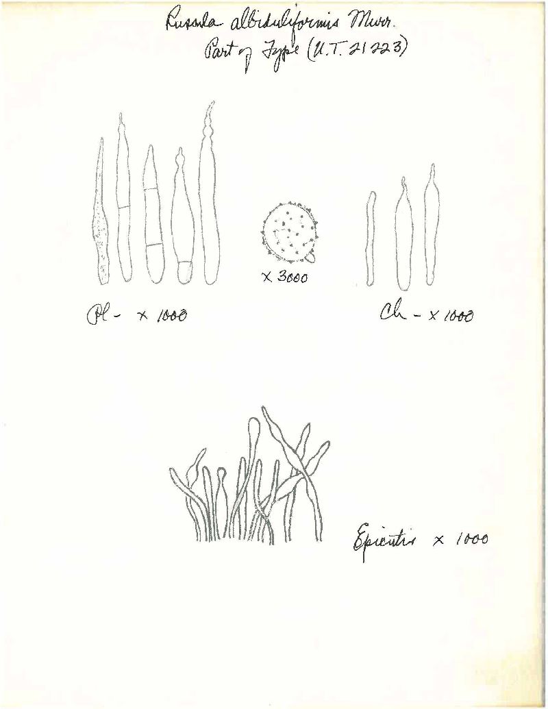 Russula albiduliformis image