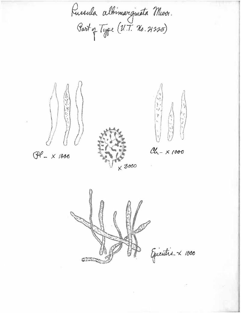 Russula albimarginata image