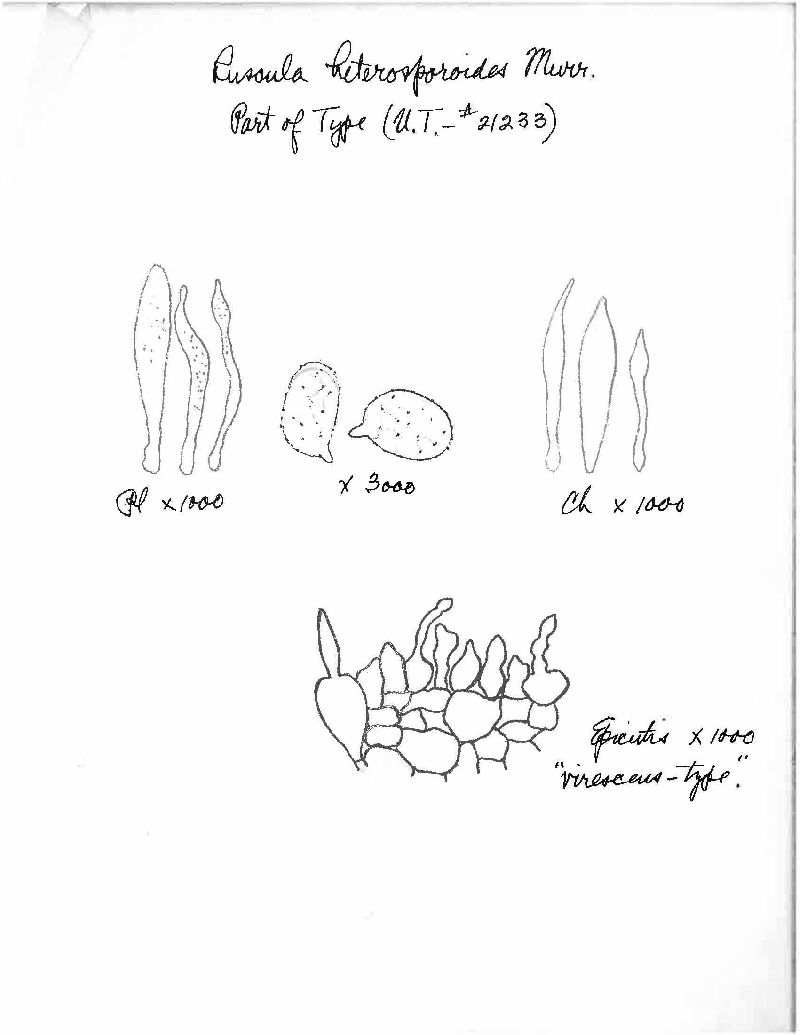 Russula heterosporoides image