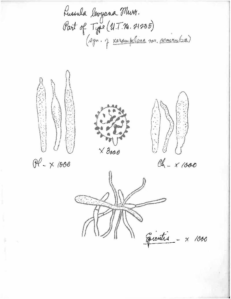 Russula levyana image