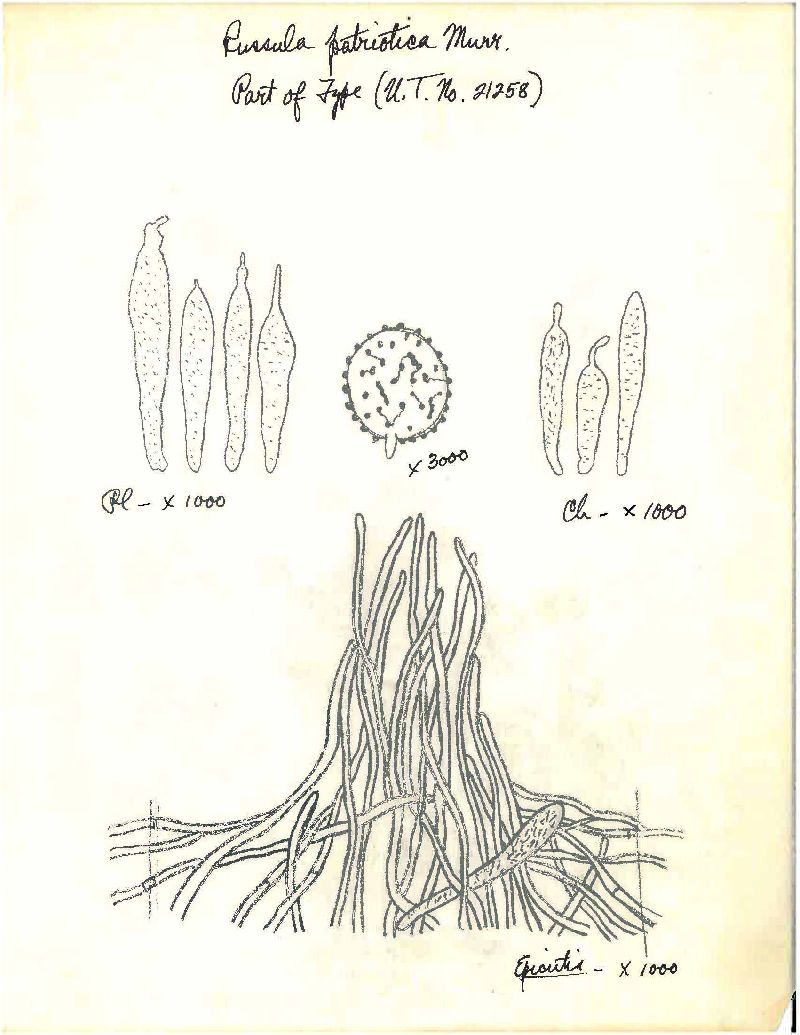 Russula tricolor image
