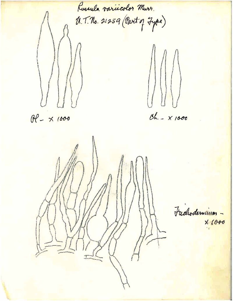 Russula variecolor image