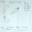 Tricholoma formosum image