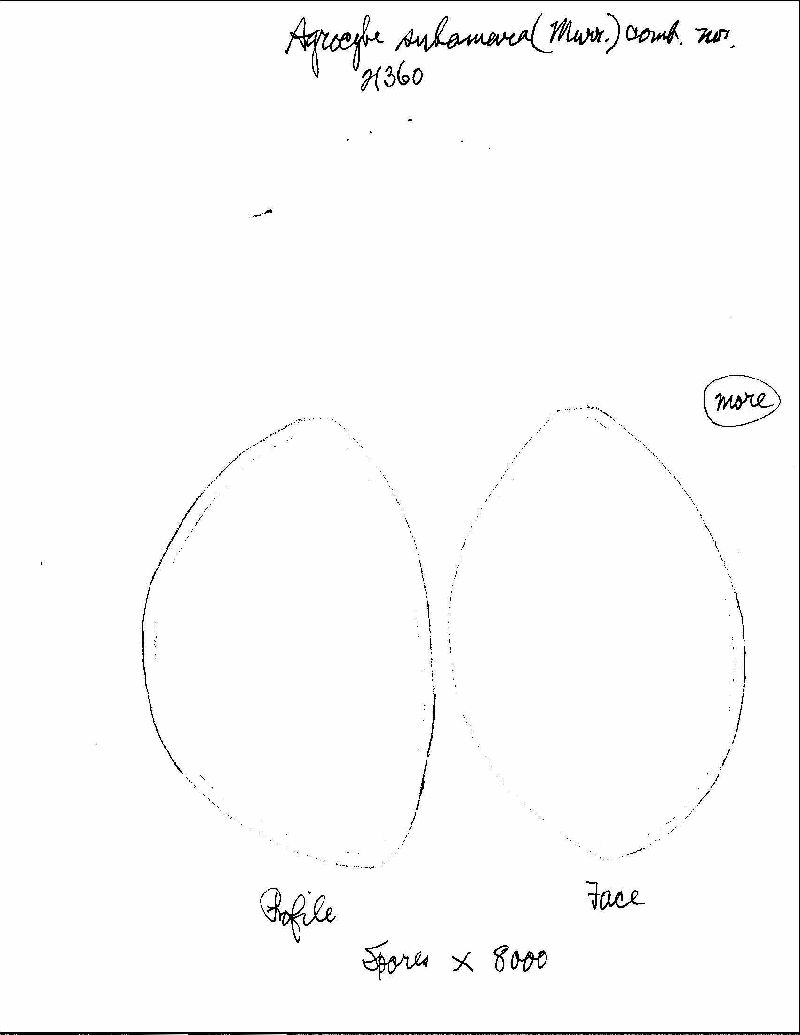 Agrocybe subamara image