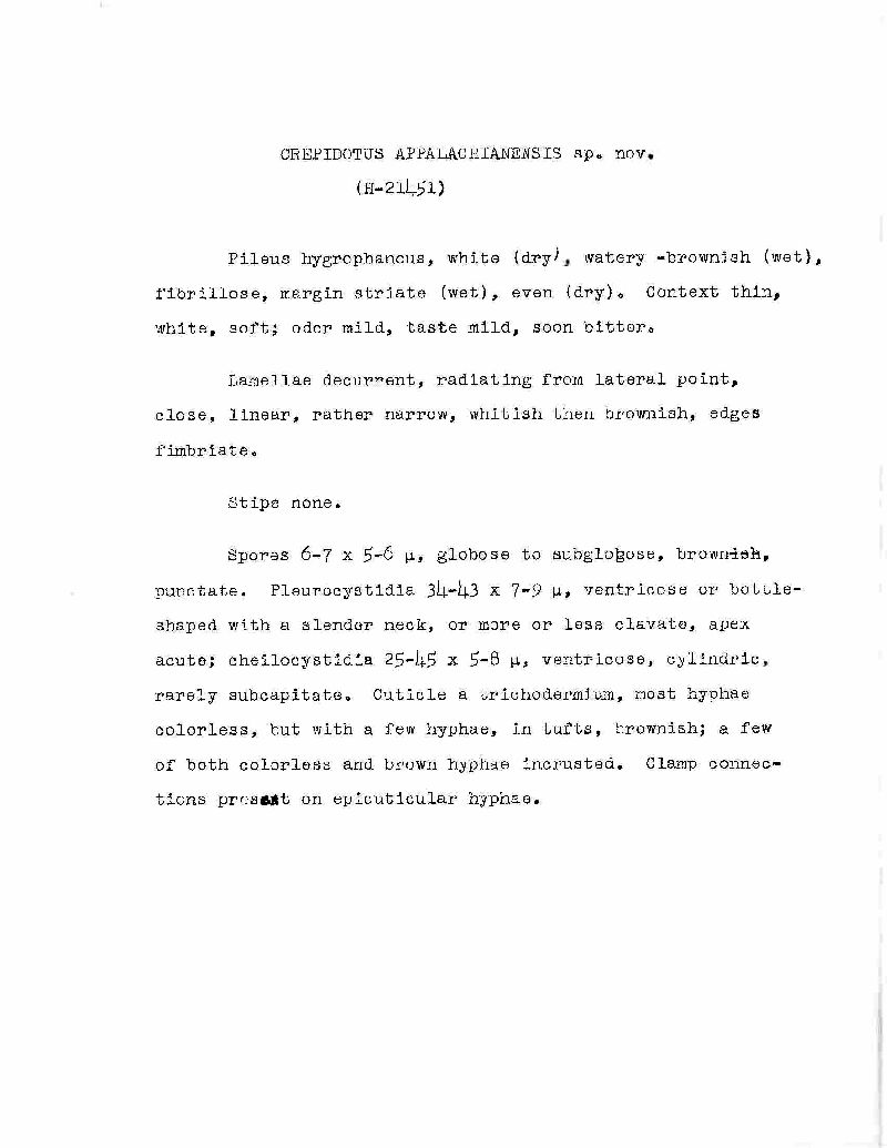 Crepidotus appalachianensis image