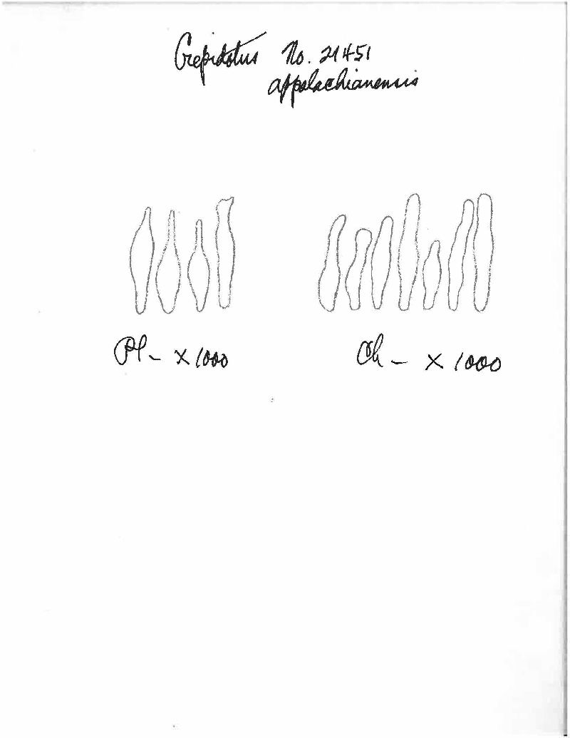 Crepidotus appalachianensis image