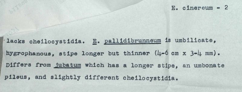 Entoloma cinereofolium image