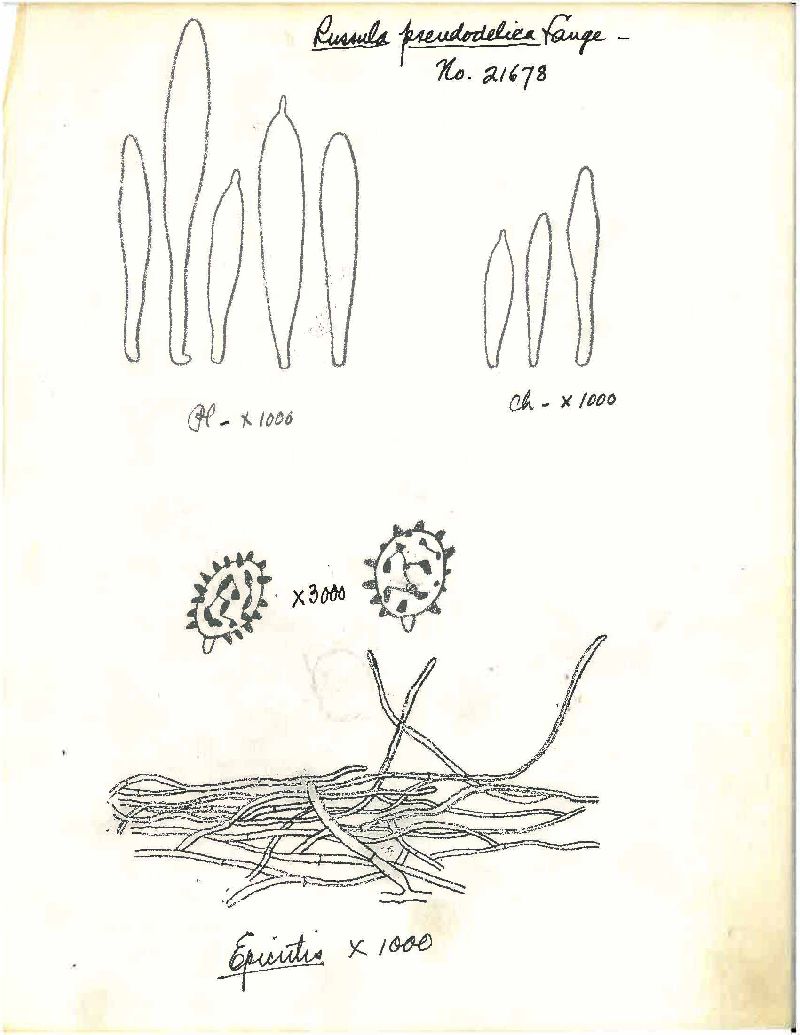 Russula pseudodelica image