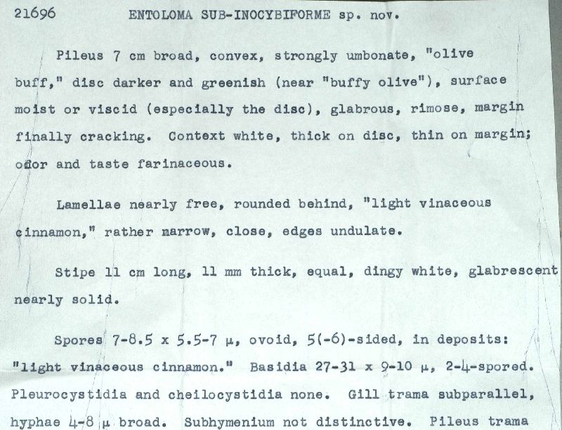 Entoloma subinocybiforme image