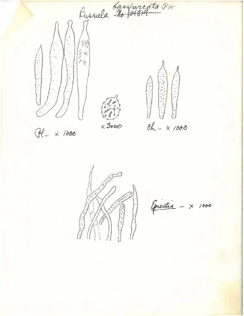 Russula basifurcata image