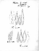 Entoloma fumeum image