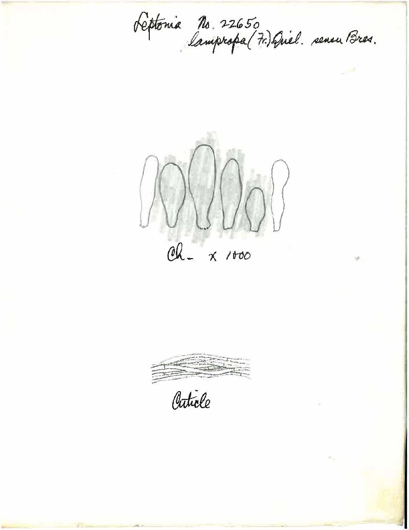 Entoloma lampropus image