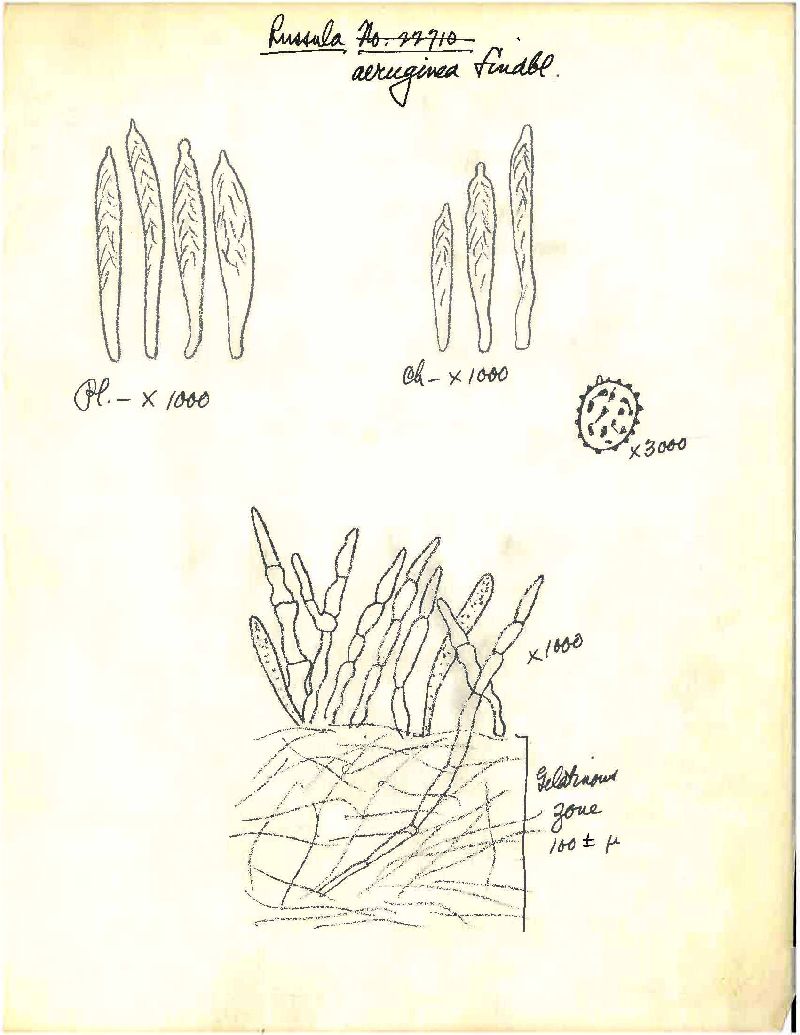 Russula aeruginosa image