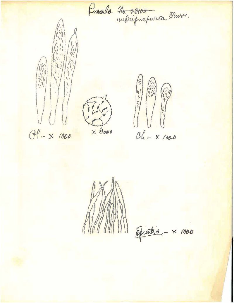 Russula rubripurpurea image