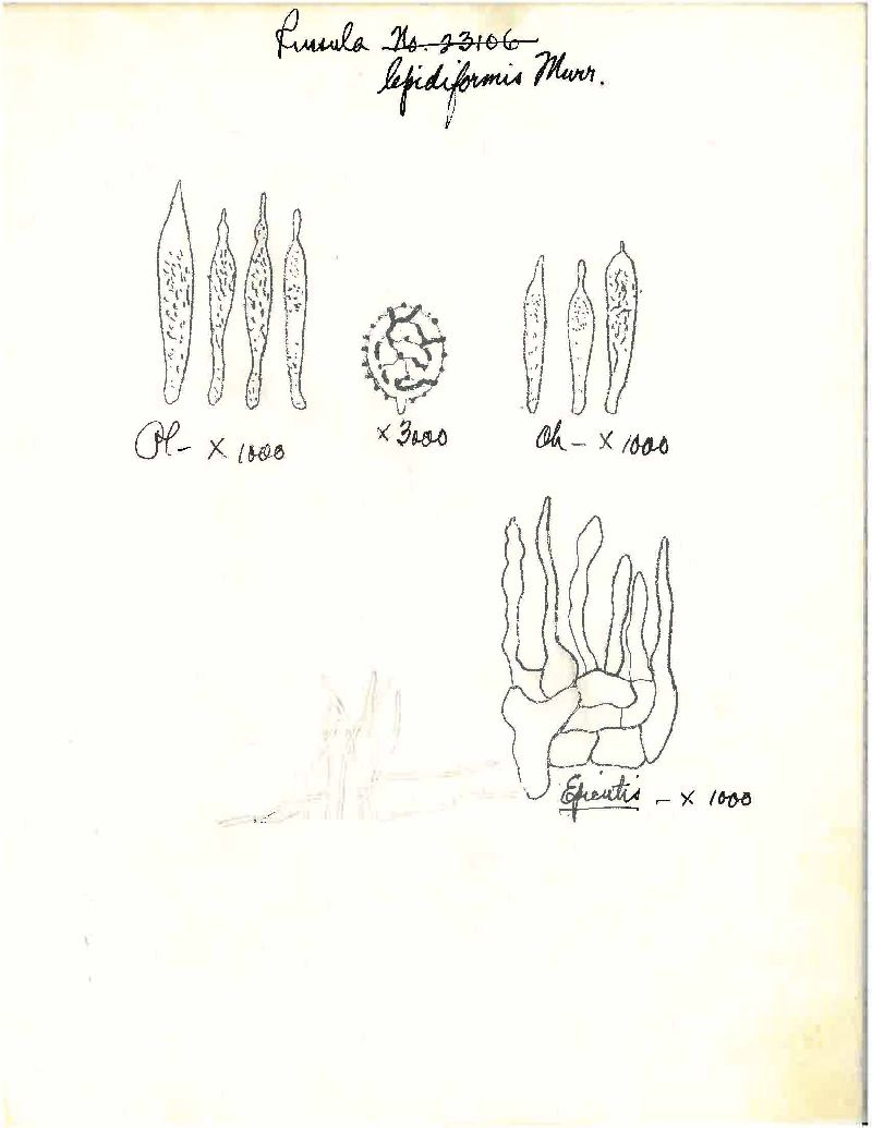 Russula lepidiformis image