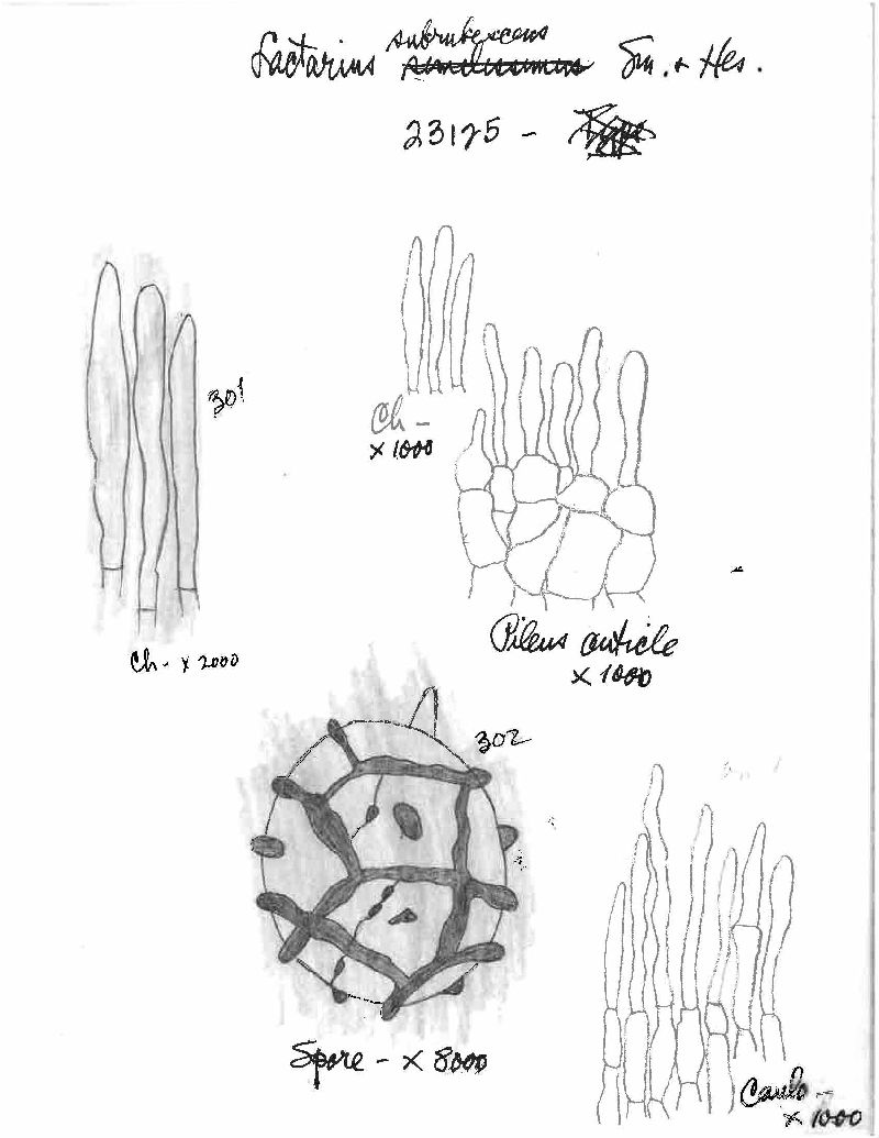 Lactarius similissimus image