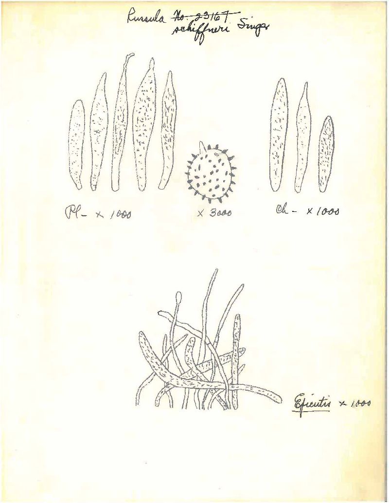 Russula schiffneri image