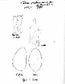 Hebeloma brunneifolium image