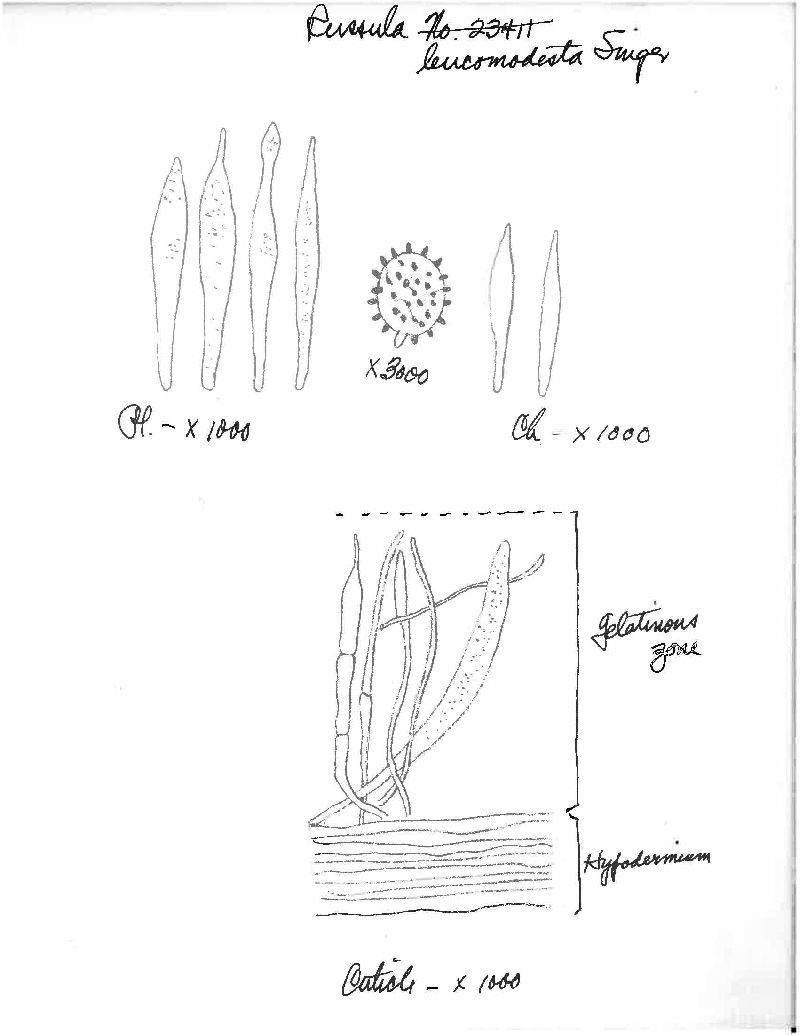 Russula leucomodesta image