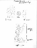 Russula leucomodesta image
