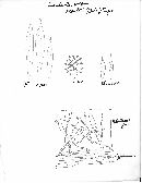 Russula raoultii image