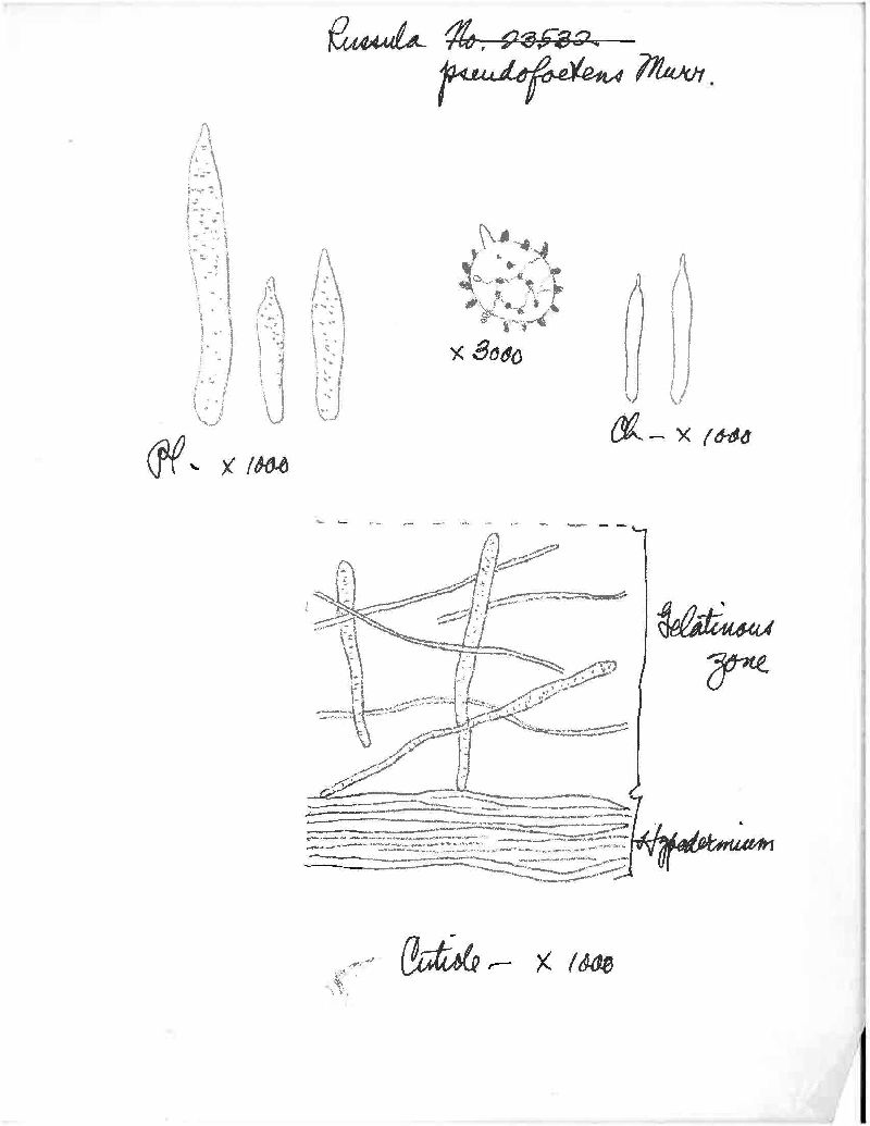 Russula pseudofoetens image