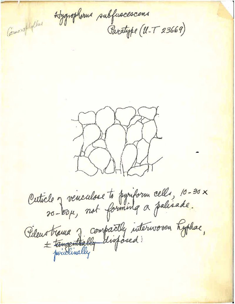 Camarophyllopsis subfuscescens image