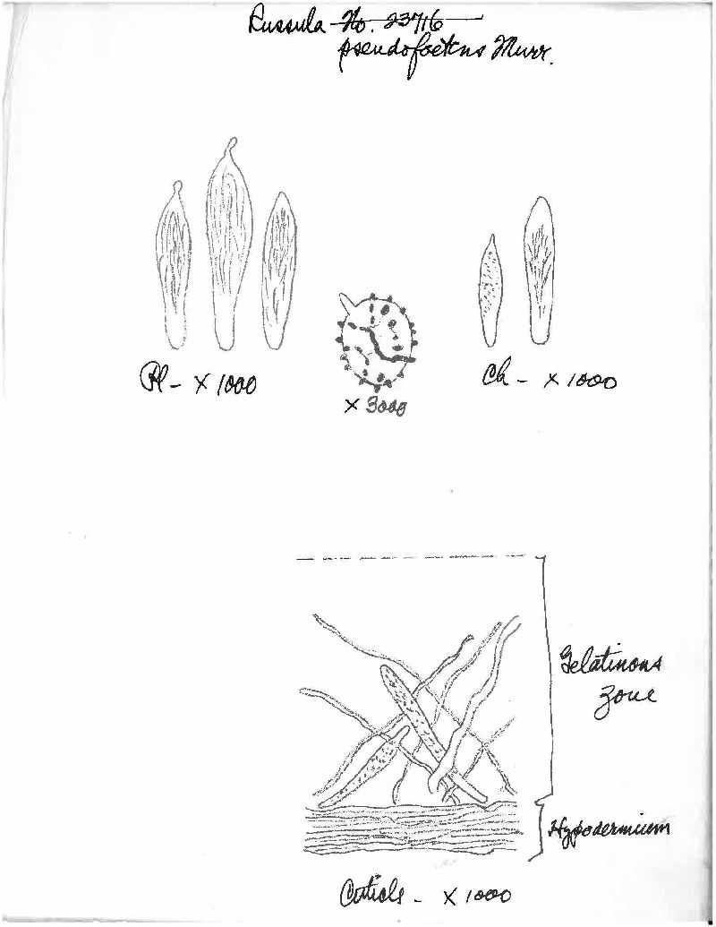Russula pseudofoetens image